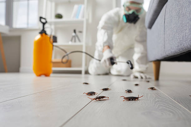 Post-Treatment Bed Bug Interceptor Monitoring in Rosedale